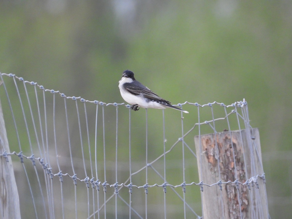 Eastern Kingbird - ML635798830
