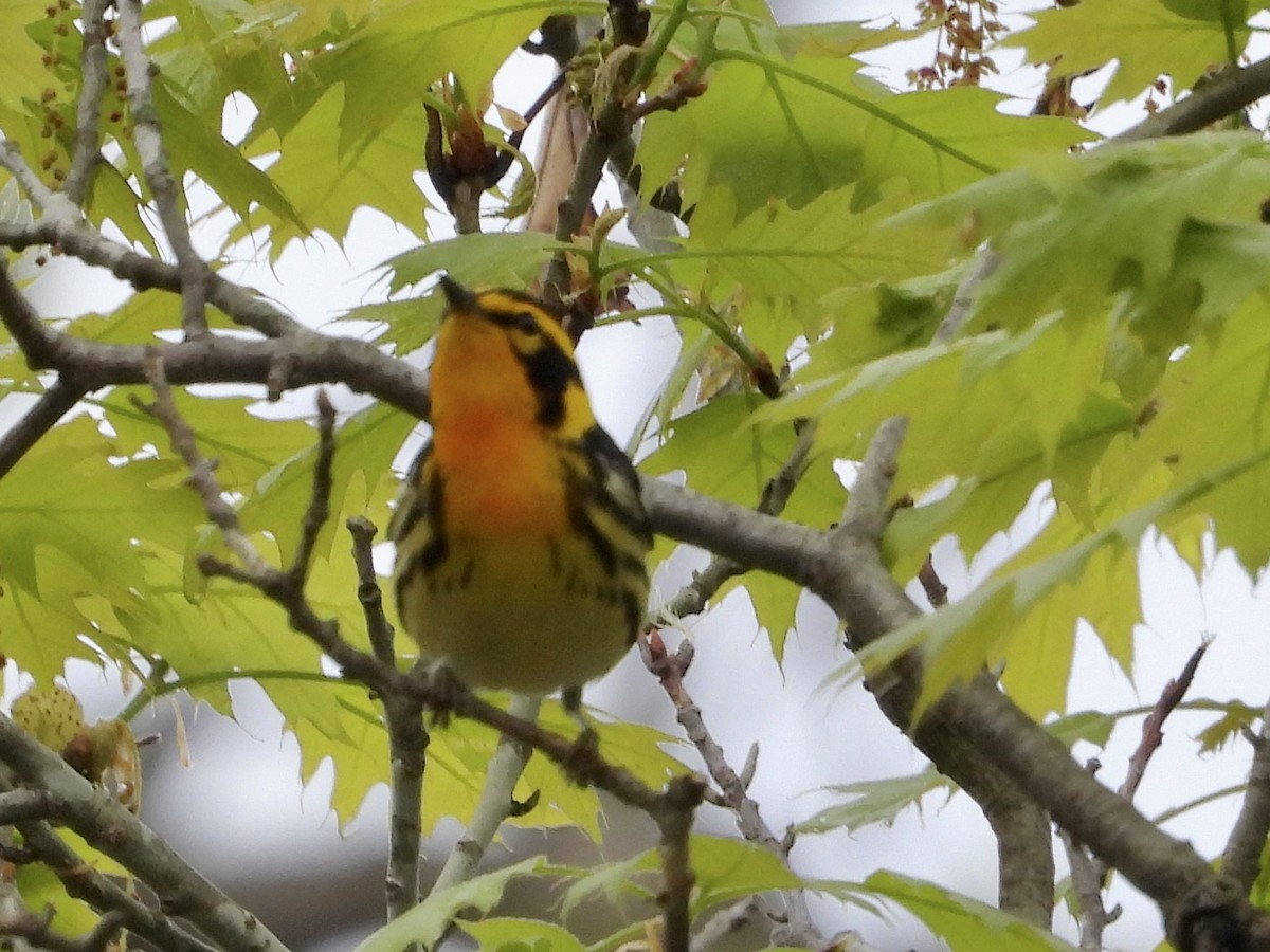 Пісняр-лісовик рудоволий - ML635798844