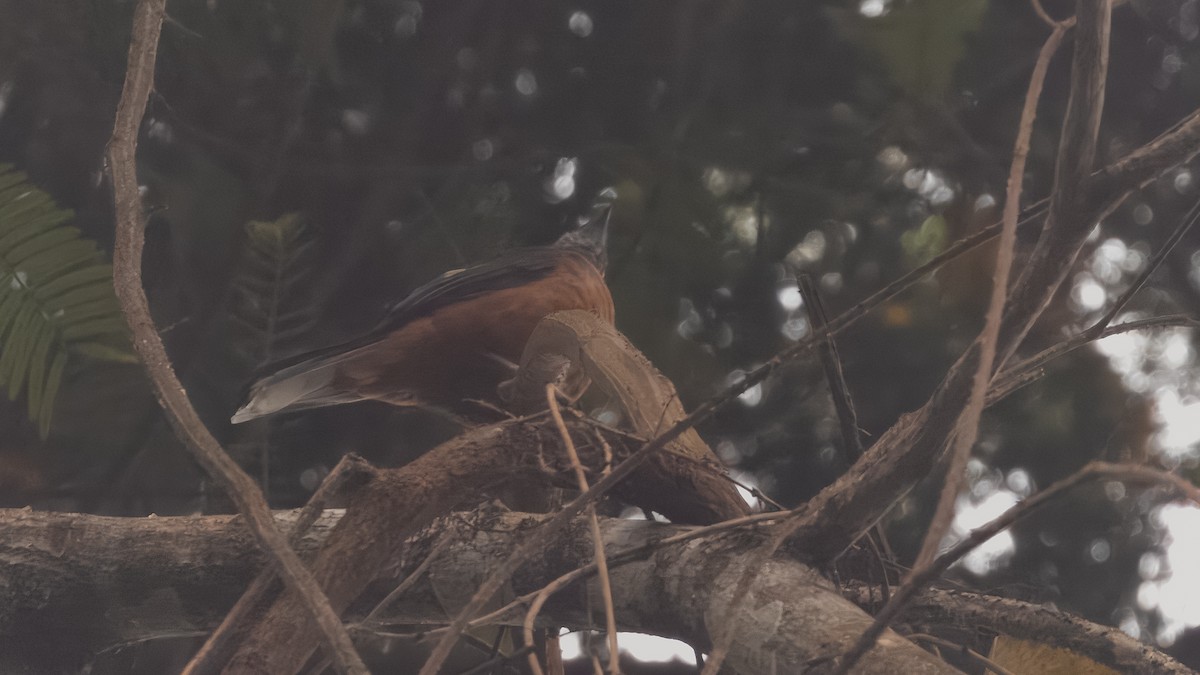 White-tailed Ant-Thrush - ML635798859