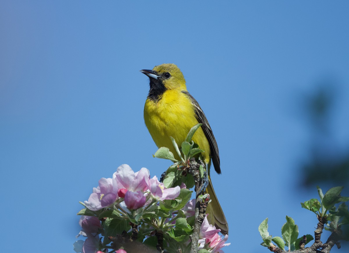 Orchard Oriole - ML635798871