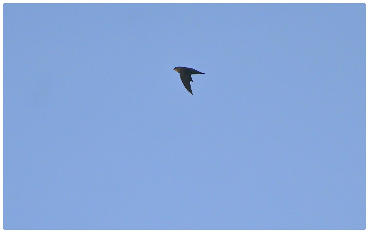 Chapman's Swift - ML635798877