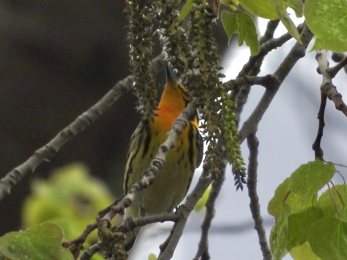 Пісняр-лісовик рудоволий - ML635798901