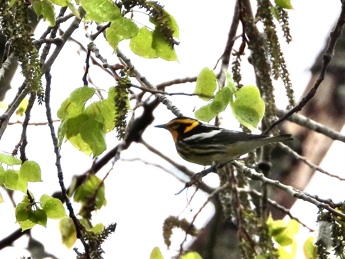 Пісняр-лісовик рудоволий - ML635798902