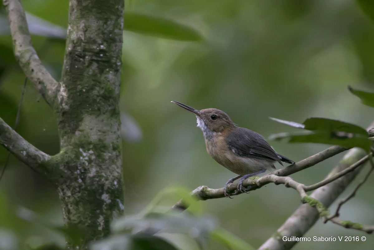 Long-billed Gnatwren - ML63579901