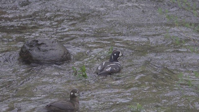Harlequin Duck - ML635799011