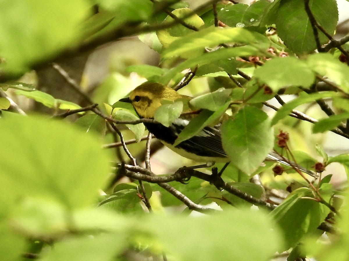 Пісняр-лісовик чорногорлий - ML635799033