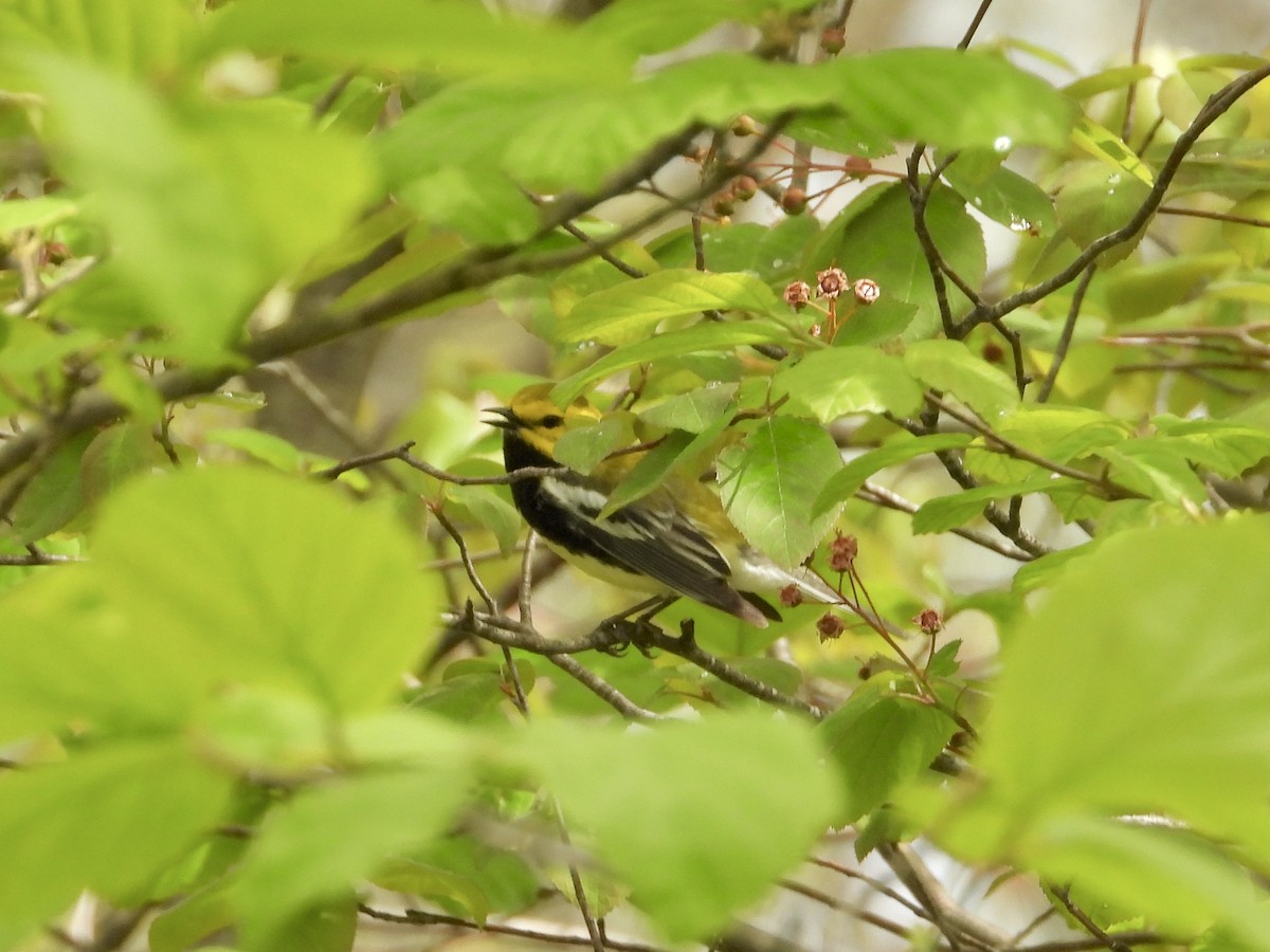 Пісняр-лісовик чорногорлий - ML635799034