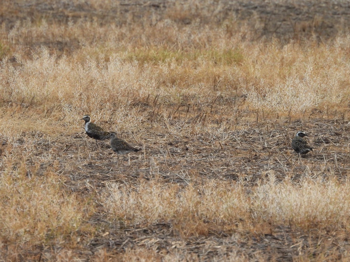 American Golden-Plover - ML635799141