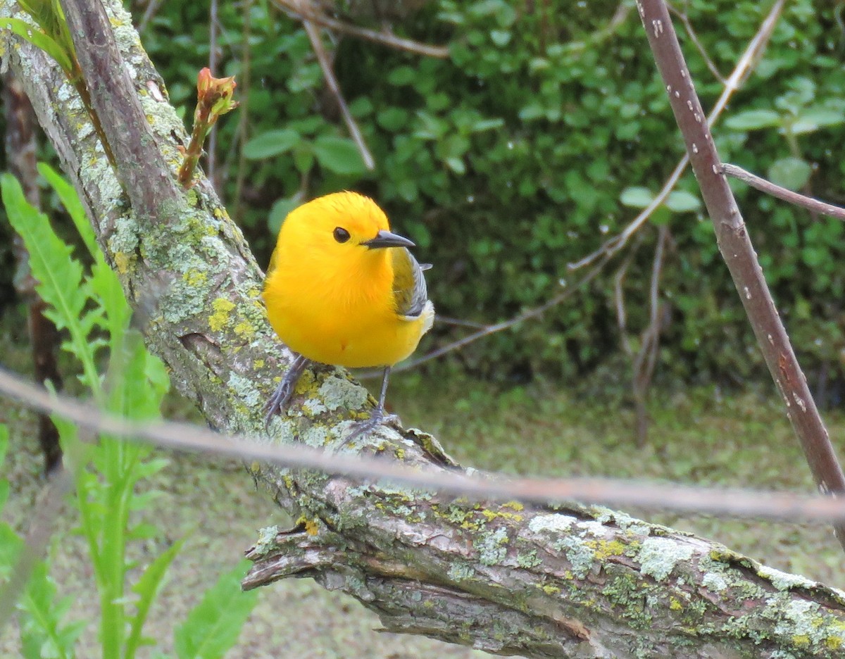 Prothonotary Warbler - ML635799147