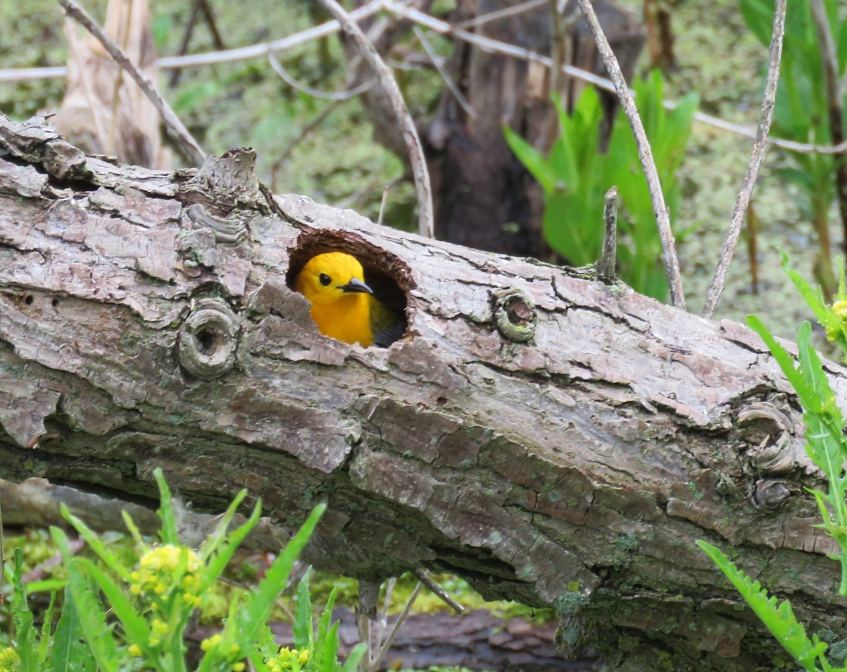 Prothonotary Warbler - ML635799148