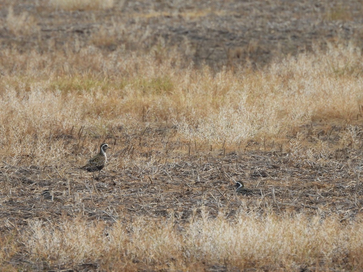 American Golden-Plover - ML635799161