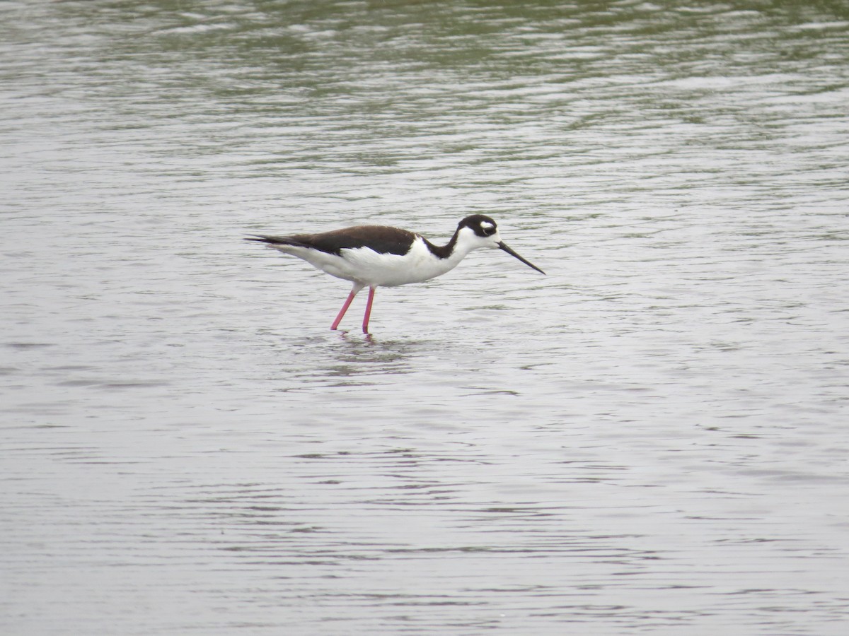 Black-necked Stilt - ML635799175