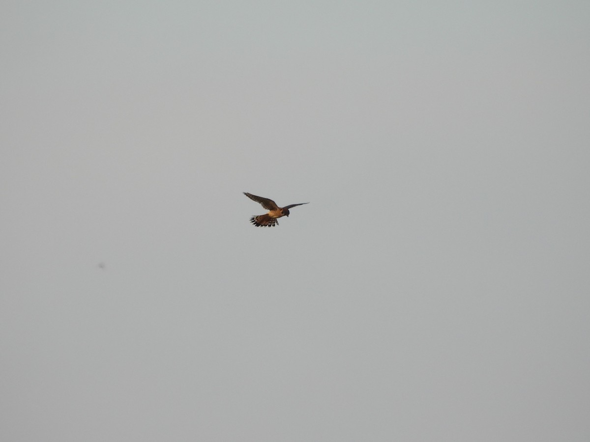 American Kestrel - ML635799183