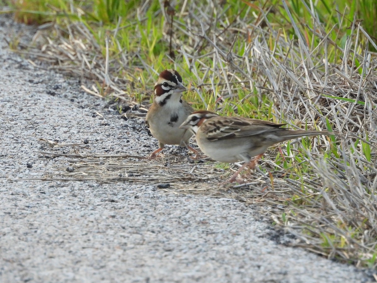 Lark Sparrow - ML635799198