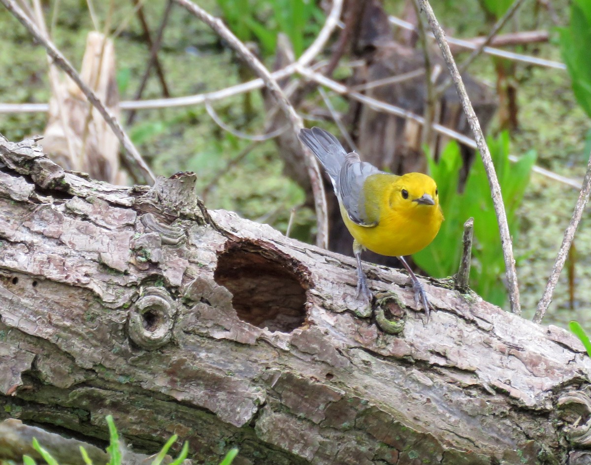 Prothonotary Warbler - ML635799213