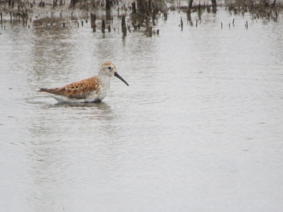 Dunlin - ML635799221