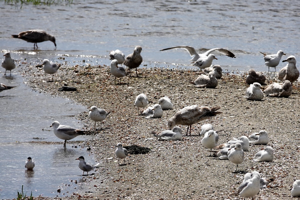 Ring-billed Gull - ML635799261
