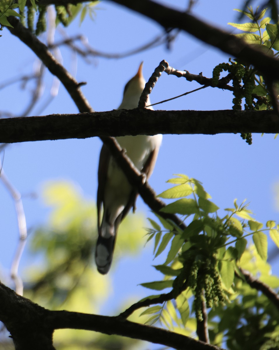 Yellow-billed Cuckoo - ML635799335