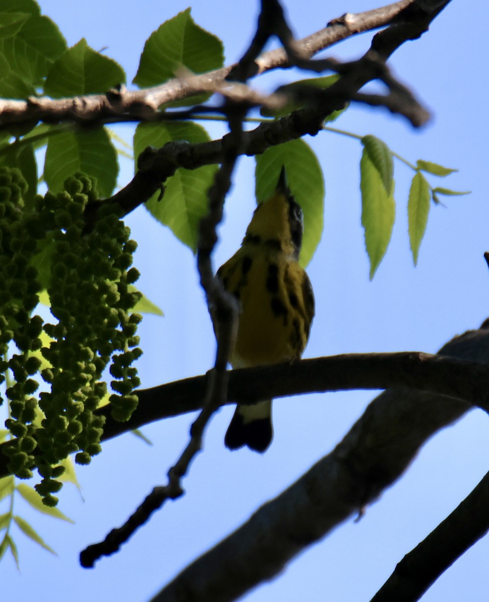 Magnolia Warbler - ML635799371