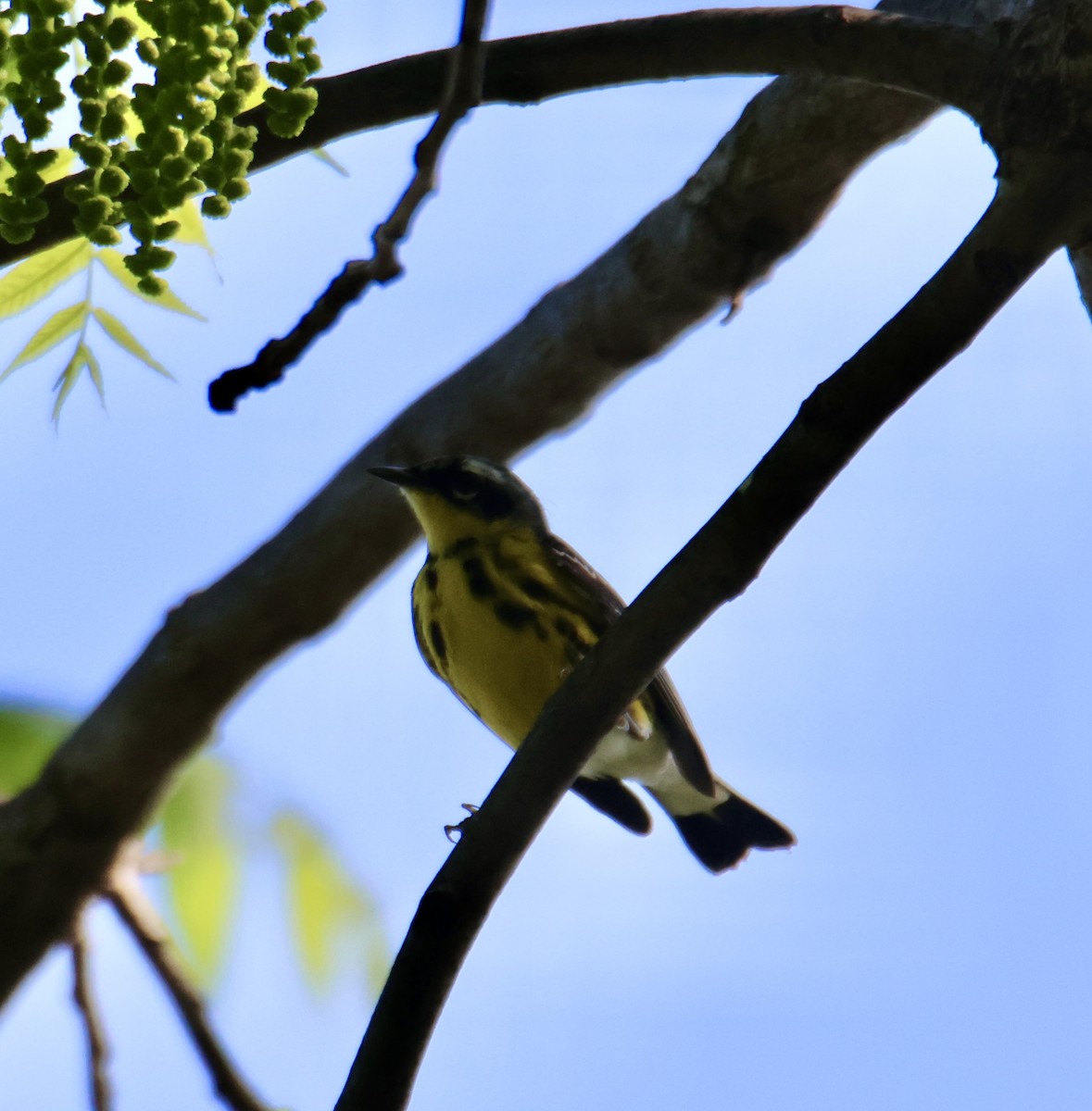 Magnolia Warbler - ML635799372
