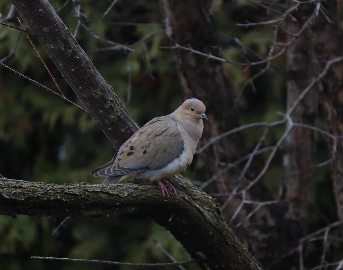 Mourning Dove - ML635799376