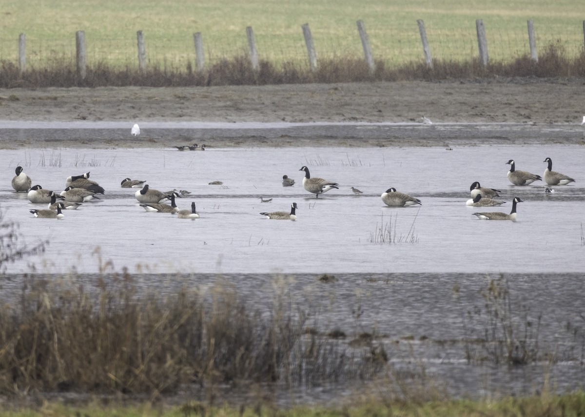 Kanadagans - ML635799387