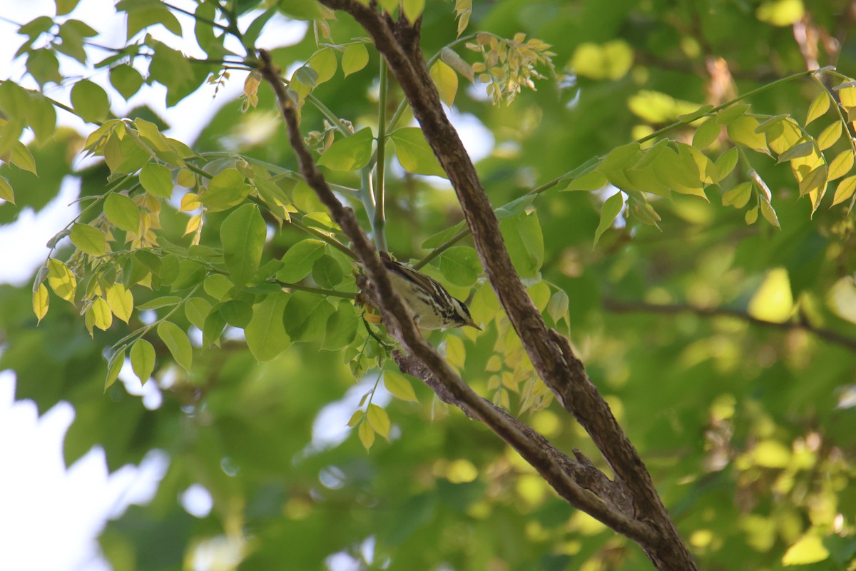 Blackpoll Warbler - ML635799392