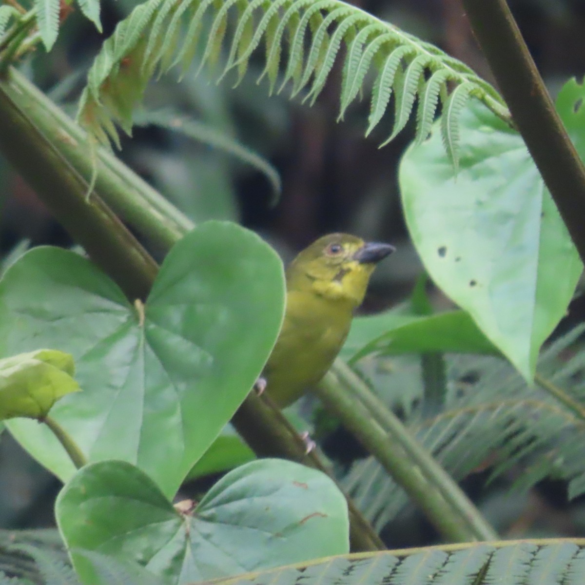 Yellow-lored Tanager - ML635799402