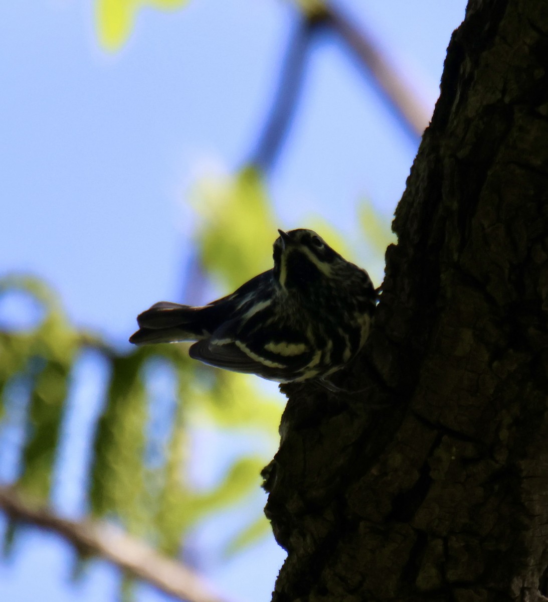 Black-and-white Warbler - ML635799407