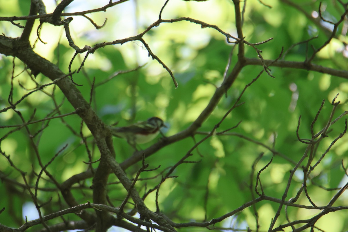 Chestnut-sided Warbler - ML635799431