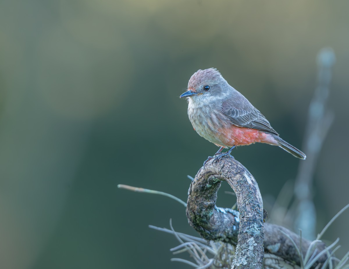 Vermilion Flycatcher - ML635799477