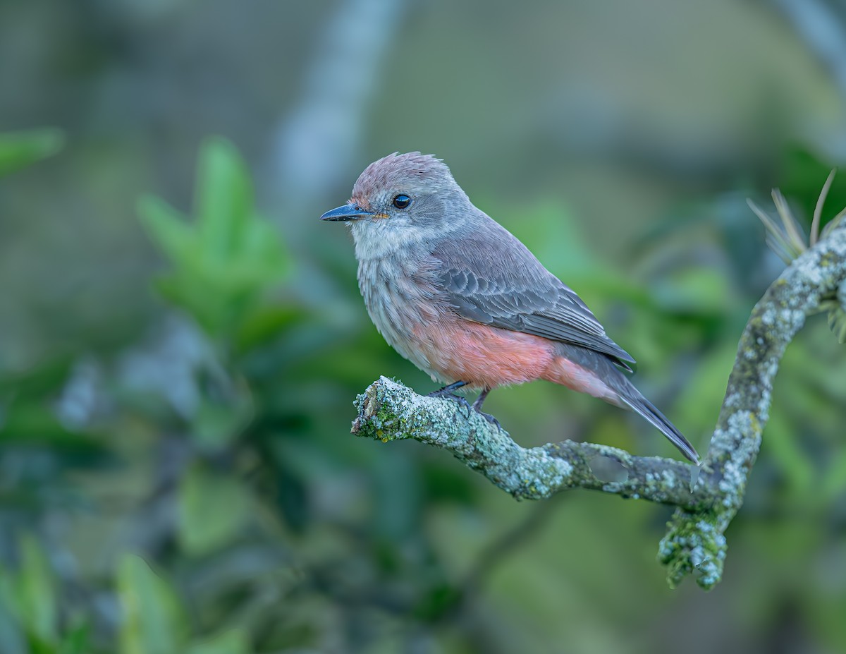 Vermilion Flycatcher - ML635799478