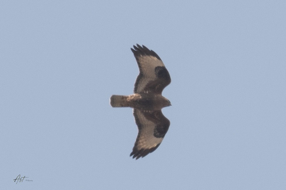 Himalayan Buzzard - ML635799488