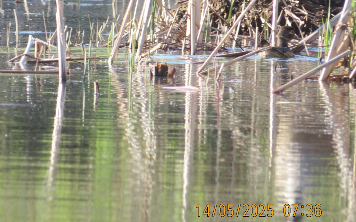Wood Duck - ML635799497