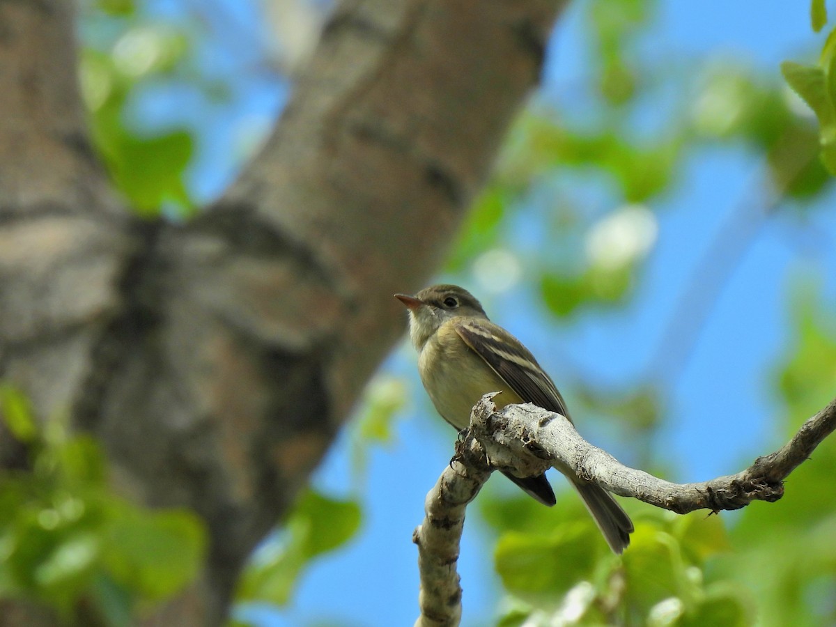 Mosquero Mínimo - ML635799547