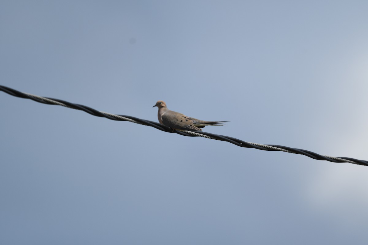 Mourning Dove - ML635799730