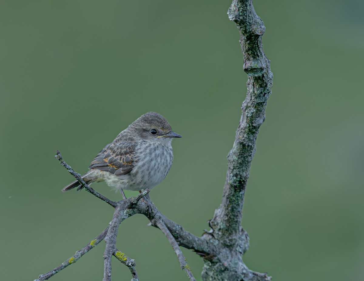 Vermilion Flycatcher - ML635799812