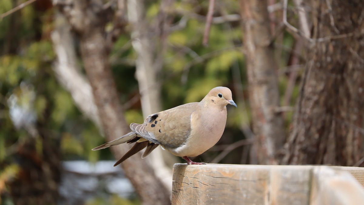 Mourning Dove - ML635799815
