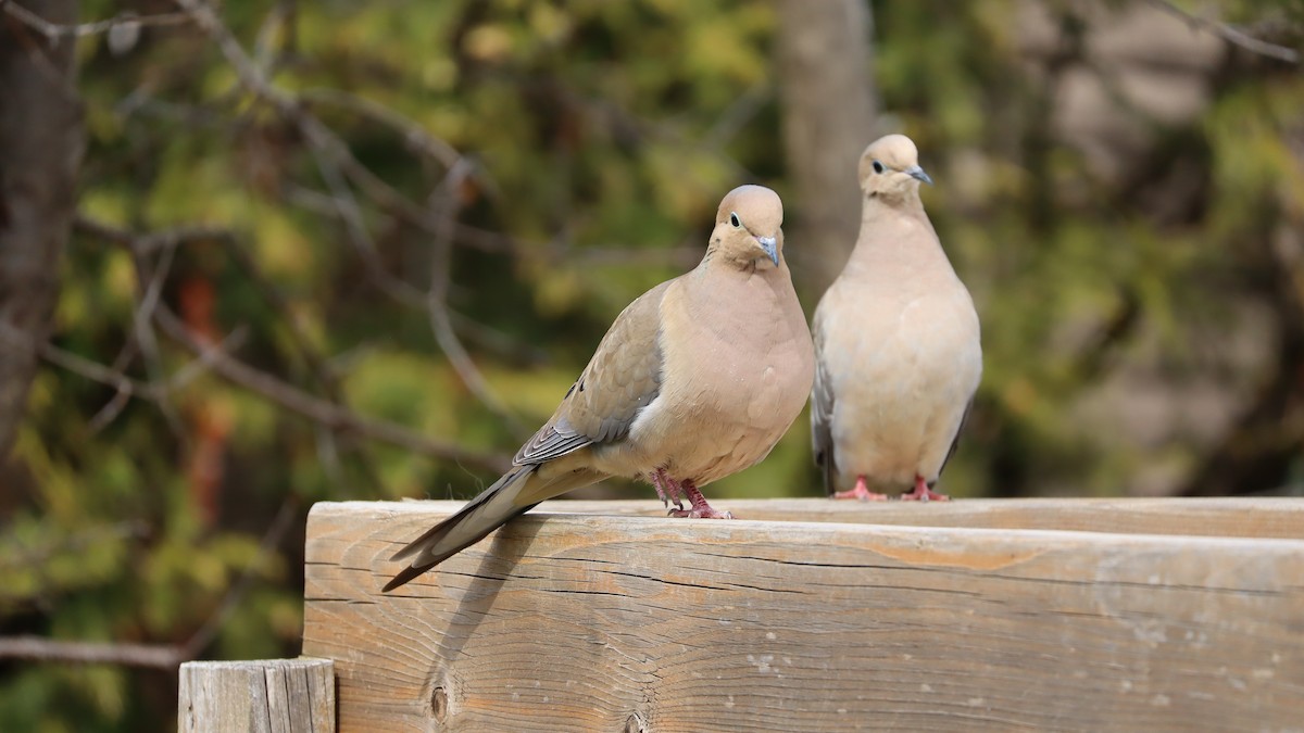 Mourning Dove - ML635799817
