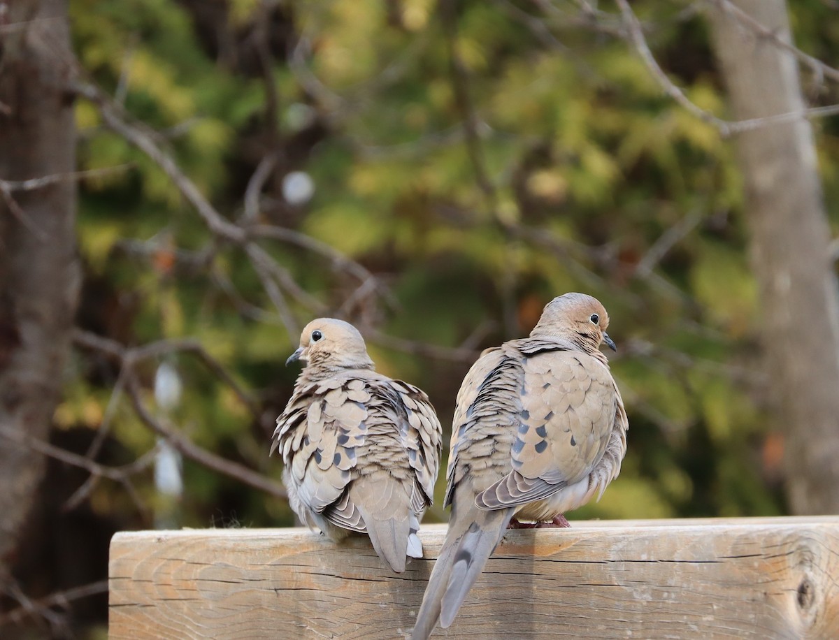 Mourning Dove - ML635799818