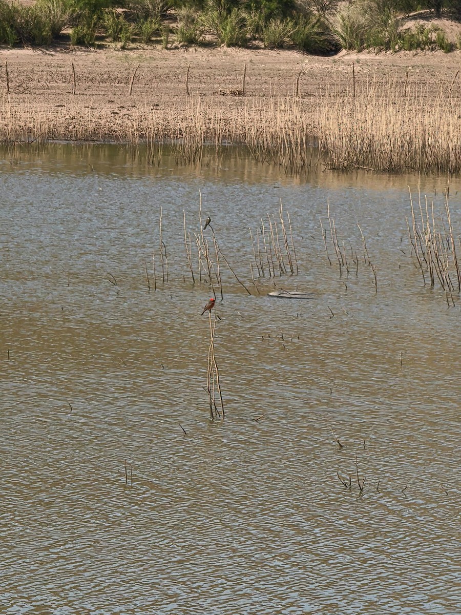 Vermilion Flycatcher - ML635799823