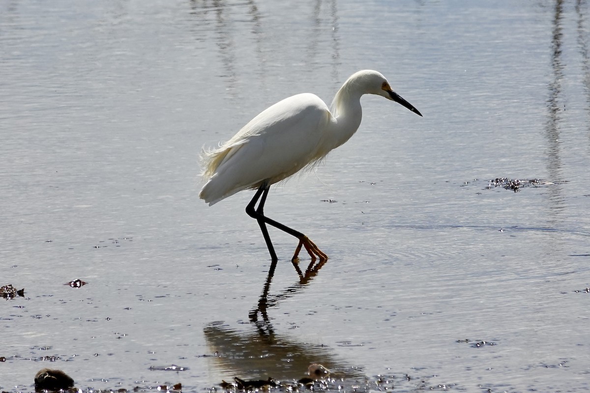 Snowy Egret - ML635799834