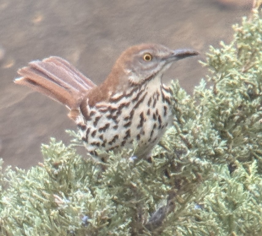 Kuitlakotxe gorrizta - ML635799837