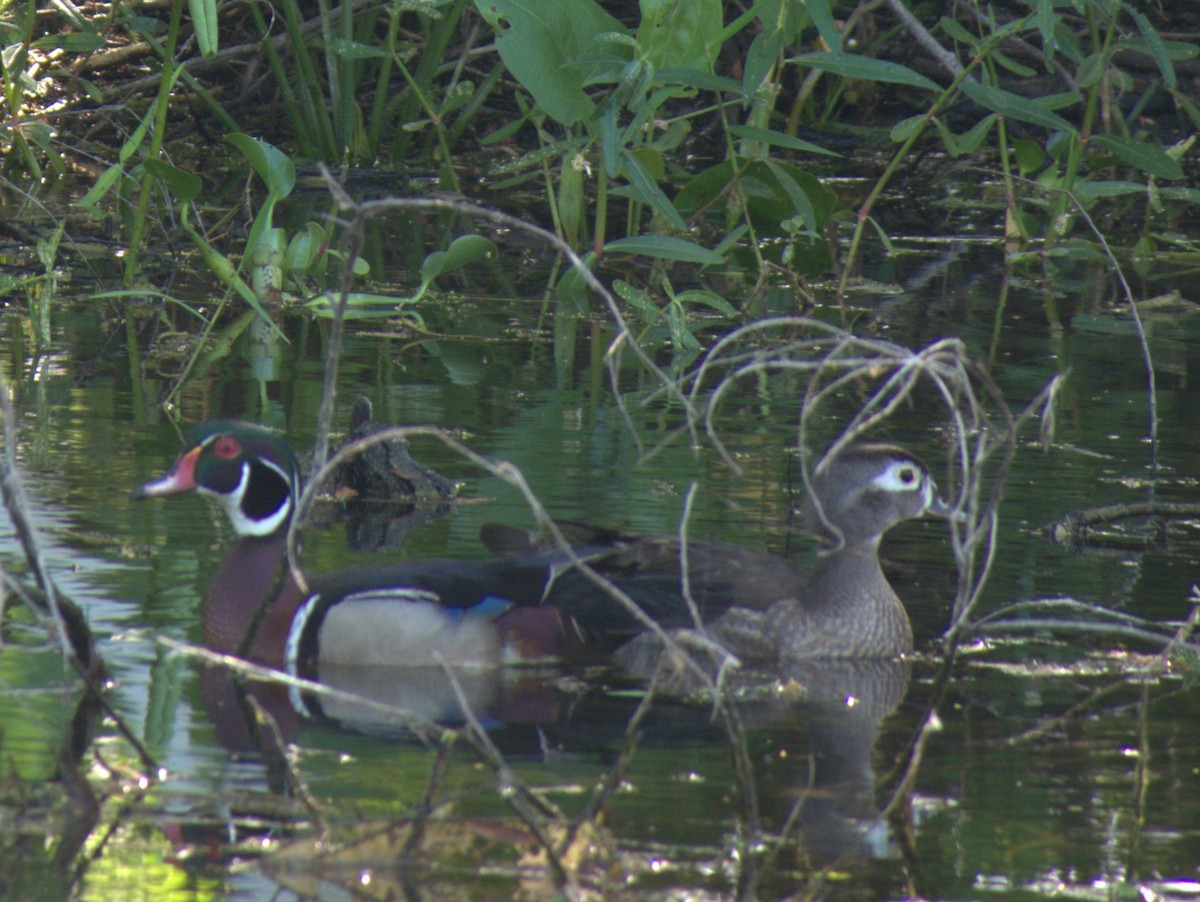 Wood Duck - ML635799869