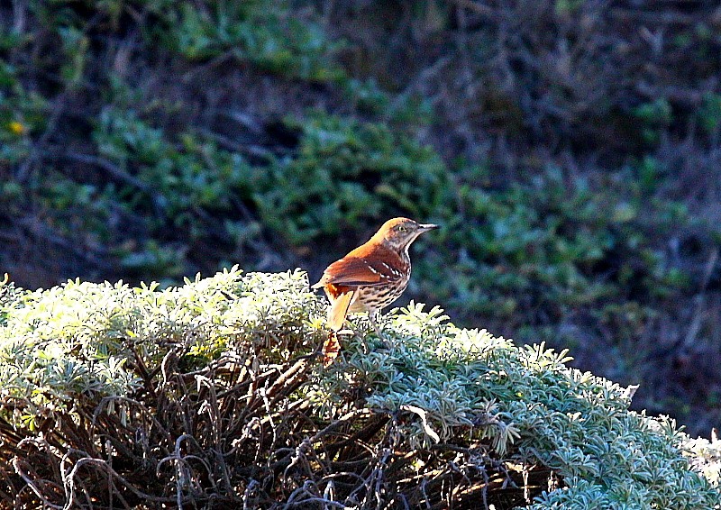 Brown Thrasher - ML635799885