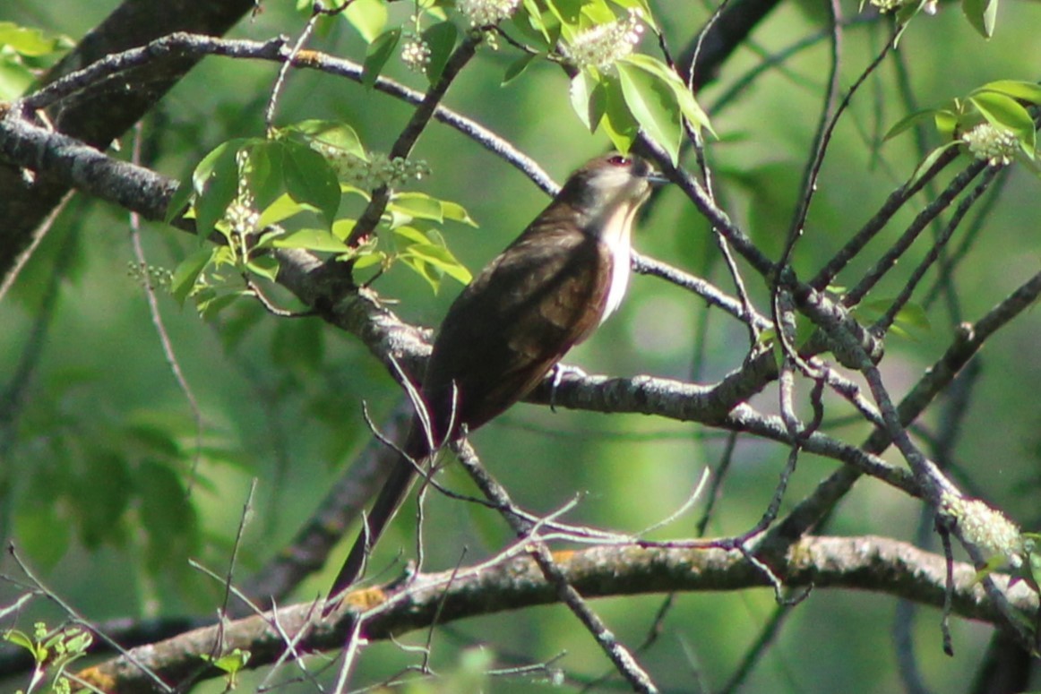 Black-billed Cuckoo - ML635799891