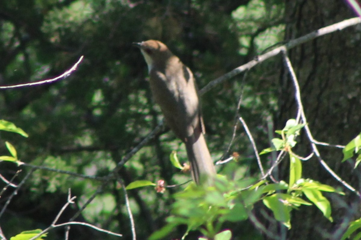 Black-billed Cuckoo - ML635799909