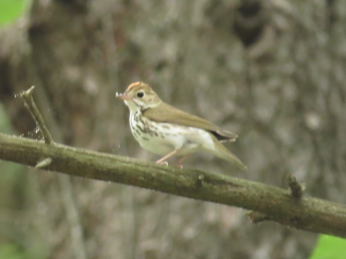 Ovenbird - ML635799921
