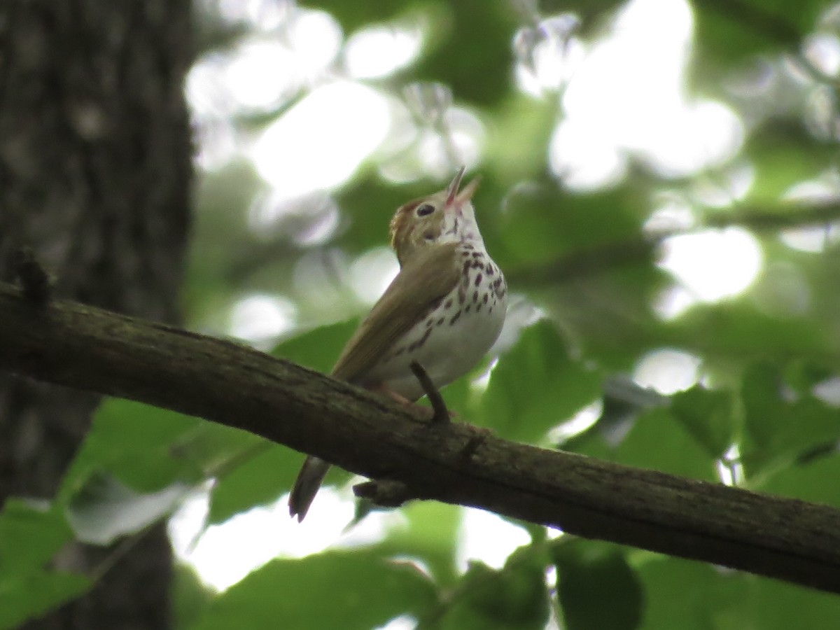Ovenbird - ML635799922