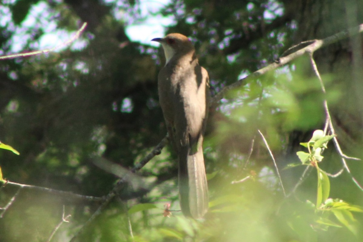 Black-billed Cuckoo - ML635799924